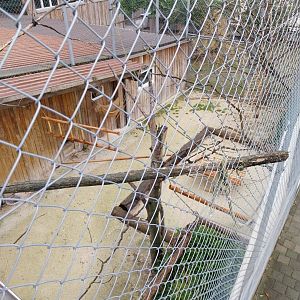 Toni's zoo Rothenburg - Great aviary - separation section