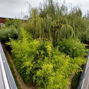 Toni's zoo Rothenburg - Carnivore house - South African cheetah enclosure