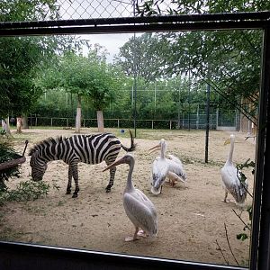 Toni's zoo Rothenburg - Great aviary - Grant zebra, rosy pelican and Indian peafowl