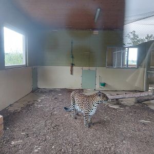 Toni's zoo Rothenburg - Carnivore house - Leopard (Panthera pardus)