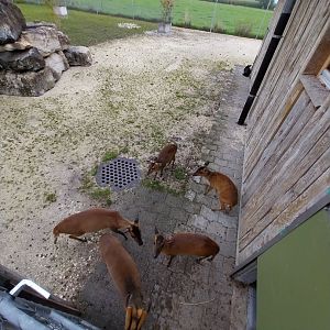 Toni's zoo Rothenburg - Reeve's muntjac (Muntjaci reevesi)