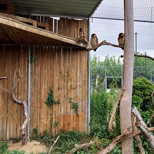 Toni's zoo Rothenburg - Brown wood owl (Strix leptogrammica)