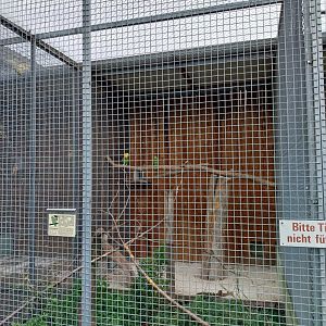 Toni's zoo Rothenburg - Amazon aviary