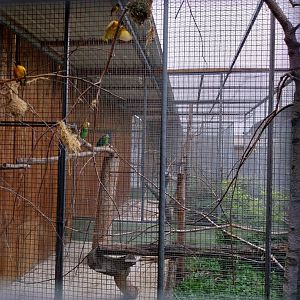 Toni's zoo Rothenburg - Village weaver aviary