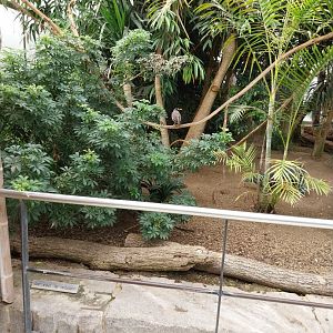 Toni's zoo Rothenburg - Tropenhaus 1 Rainforest - Purple-glossy starling and common myna