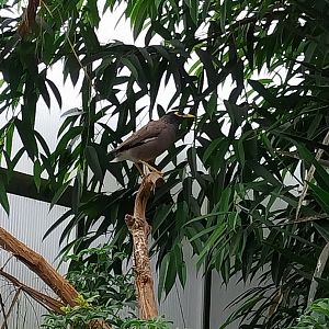 Toni's zoo Rothenburg - Tropenhaus 1 Rainforest - Common myna (Acridotheres tristis)