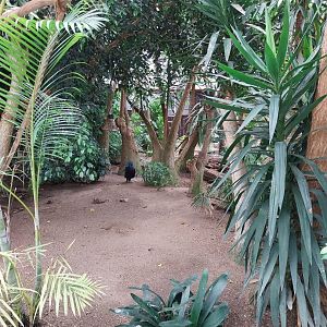 Toni's zoo Rothenburg - Tropenhaus 1 Rainforest - Victoria crowned pigeon (Goura victoria)