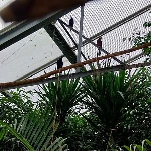 Toni's zoo Rothenburg - Tropenhaus 1 Rainforest - Purple glossy starling (Lamprotornis purpureus) and bearded barbet (Pogonomus barbus)