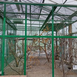 Toni's zoo Rothenburg - Tropenhaus 1 Rainforest - African grey parrot aviary