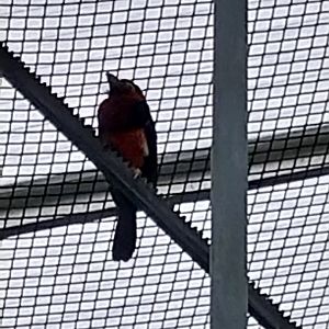 Toni's zoo Rothenburg - Tropenhaus 1 Rainforest - Bearded barbet (Pogonomis barbus)