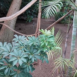 Toni's zoo Rothenburg - Tropenhaus 1 Rainforest - Water thick-knee (Burhinus vermiculatus)