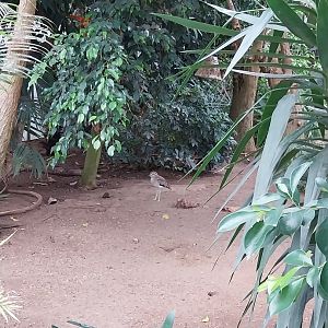 Toni's zoo Rothenburg - Tropenhaus 1 Rainforest - Water thick-knee (Burhinus vermiculatus)