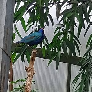 Toni's zoo Rothenburg - Tropenhaus 1 Rainforest - Purple glossy starling (Lamprotornis purpureus)