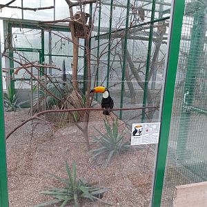 Toni's zoo Rothenburg - Tropenhaus 1 Rainforest - Toco toucan (Ramphastos toco)