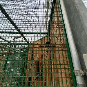 Toni's zoo Rothenburg - Tropenhaus 2 - Yellow fronted parakeet