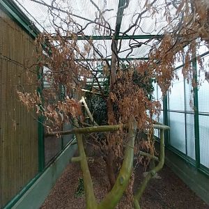 Toni's zoo Rothenburg - Tropenhaus 2 - White tufted-ear marmoset enclosure