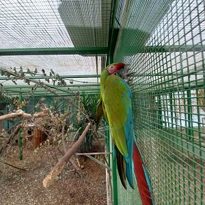 Toni's zoo Rothenburg - Tropenhaus 2 - Military macaw (Ara militaris)