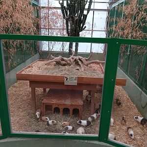 Toni's zoo Rothenburg - Tropenhaus 2 - Guinea pig