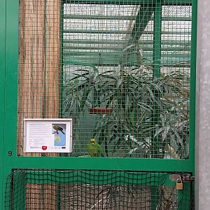 Toni's zoo Rothenburg - Tropenhaus 2 - Yellow-fronted parakeet (Cyanoramphus auriceps)