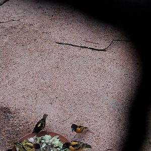 Toni's zoo Rothenburg - Tropenhaus 2 - Village weaver (Ploceus culcullatus)