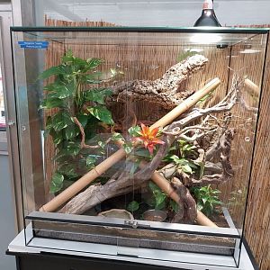 Toni's zoo Rothenburg - Reptilienhaus - Madagascar day gecko terrarium