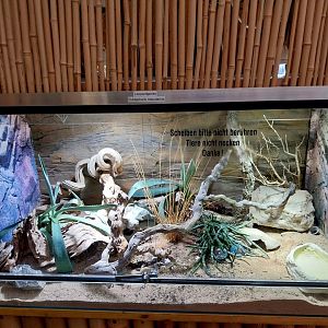 Toni's zoo Rothenburg - Reptilienhaus - Leopard gecko terrarium