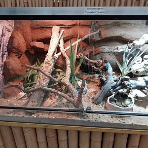 Toni's zoo Rothenburg - Reptilienhaus - Dwarf bearded dragon terrarium