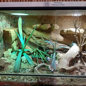 Toni's zoo Rothenburg - Reptilienhaus - Desert iguana terrarium