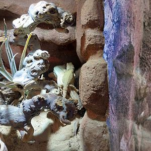 Toni's zoo Rothenburg - Reptilienhaus - Dwarf bearded dragon (Pogona henrylawsoni)