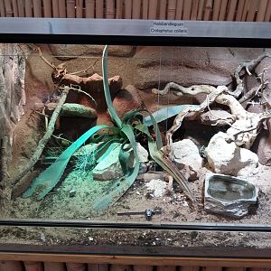 Toni's zoo Rothenburg - Reptilienhaus - Collared lizard terrarium