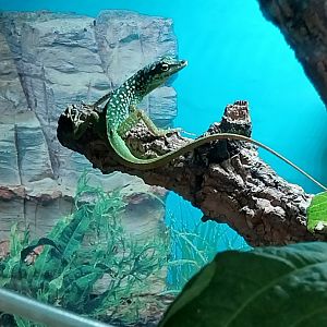 Toni's zoo Rothenburg - Reptilienhaus - Spotted Martinique anolis (Anolis roquet summus)