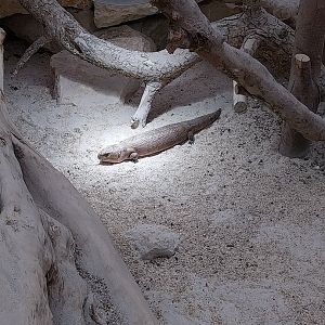 Toni's zoo Rothenburg - Tropenhaus 3 - Australian outback - Common blue-tongued skink (Tiliqua multifasciata)