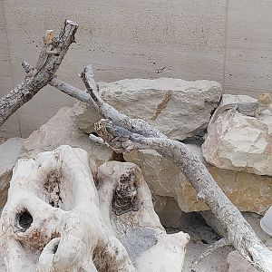 Toni's zoo Rothenburg - Tropenhaus 3 - Australian outback - Central bearded dragon (Pogona viticeps) and frill-necked lizard (Chlamydosaurus kingii)