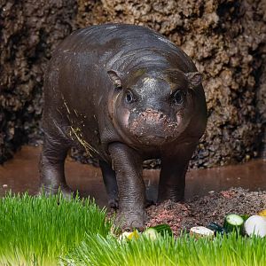 Western pygmy hippopotamus (Choeropsis liberiensis liberiensis)