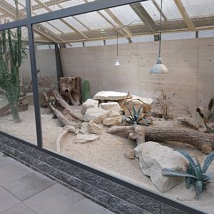 Toni's zoo Rothenburg - Tropenhaus 3 -  Gould's monitor enclosure