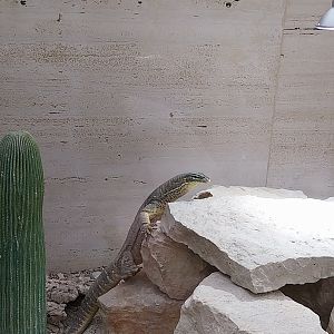 Toni's zoo Rothenburg - Tropenhaus 3 -  Gould's monitor (varanus gouldii)