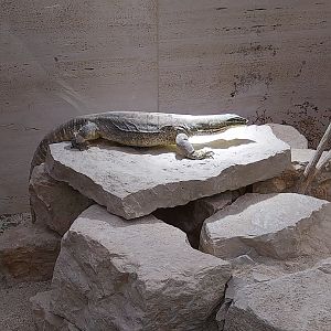 Toni's zoo Rothenburg - Tropenhaus 3 -  Gould's monitor (Varanus gouldii)