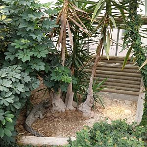 Toni's zoo Rothenburg - Tropenhaus 3 -  Dwarf crocodile enclosure (Osteolaemus tetraspis)