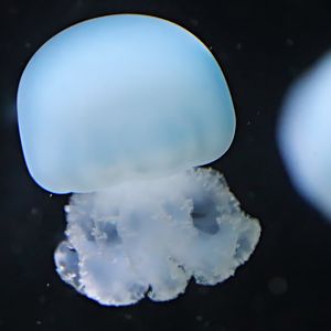 Cannonball jellyfish (Stomolophus meleagris)