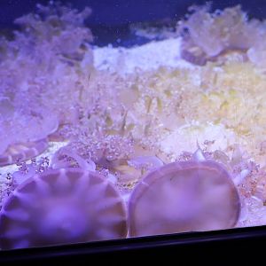 Mangrove upside-down jellyfish (Cassiopea andromeda)