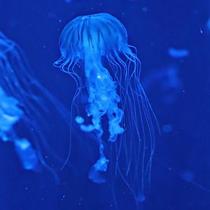 Pacific sea nettle (Chrysaora fuscescens)