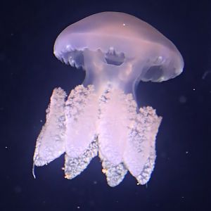 South Atlantic jellyfish (Lychnorhiza lucerna)