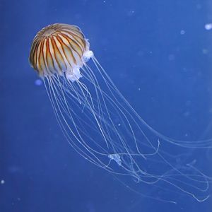 Japanese sea nettle (Chrysaora pacifica)