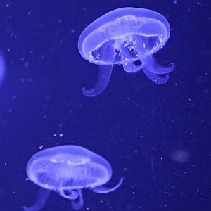 Common jellyfish (Aurelia aurita)