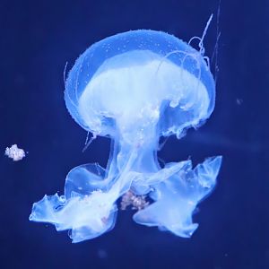 Amakusa jellyfish (Sanderia malayensis)