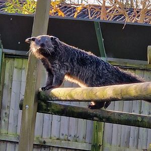 Binturong 25/11/23