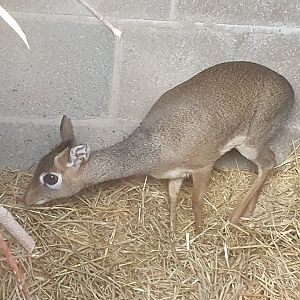 Kirk's Dik Dik