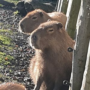 Capybara