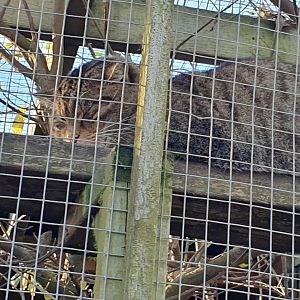 Scottish Wildcat
