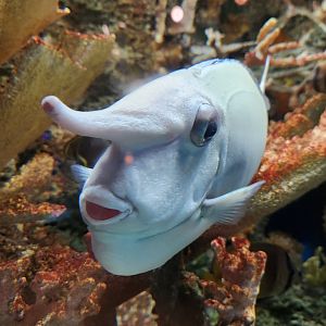 McWane Science Center - Naso